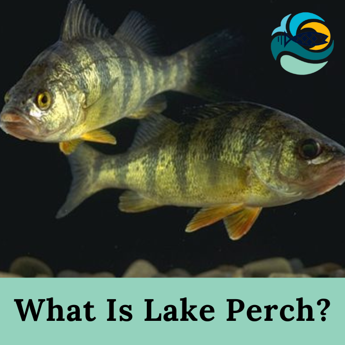 What Is Lake Perch?