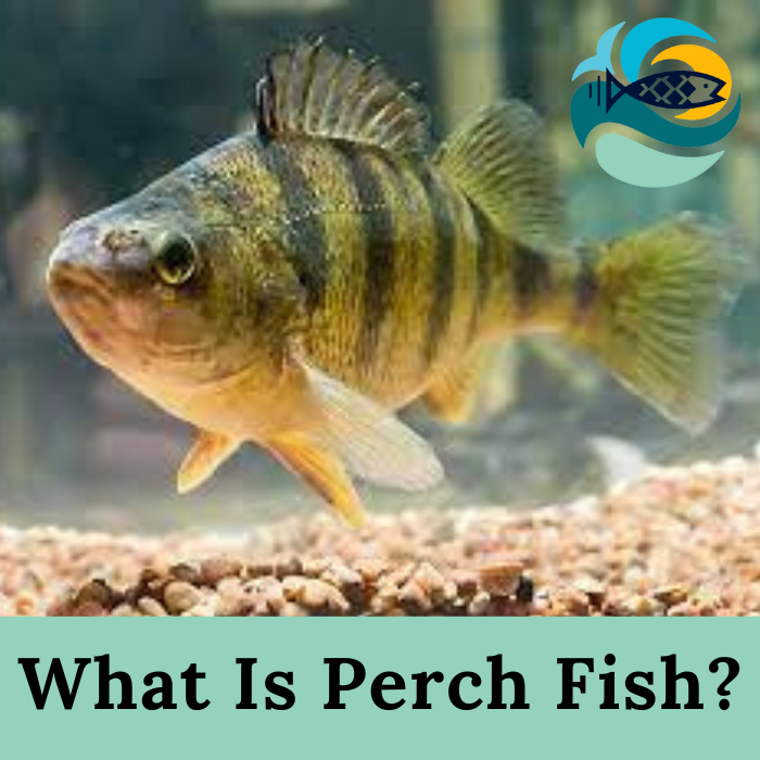 What Is Perch Fish?