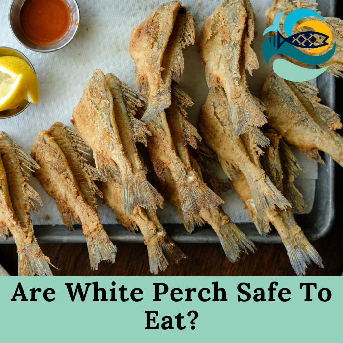Are White Perch Safe To Eat?