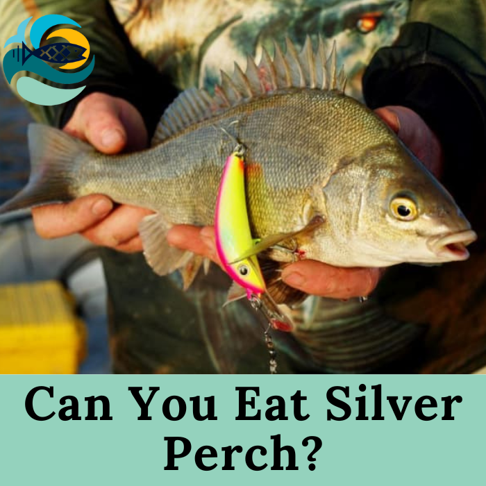 Can You Eat Silver Perch?