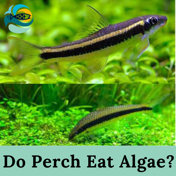 Do Perch Eat Algae?
