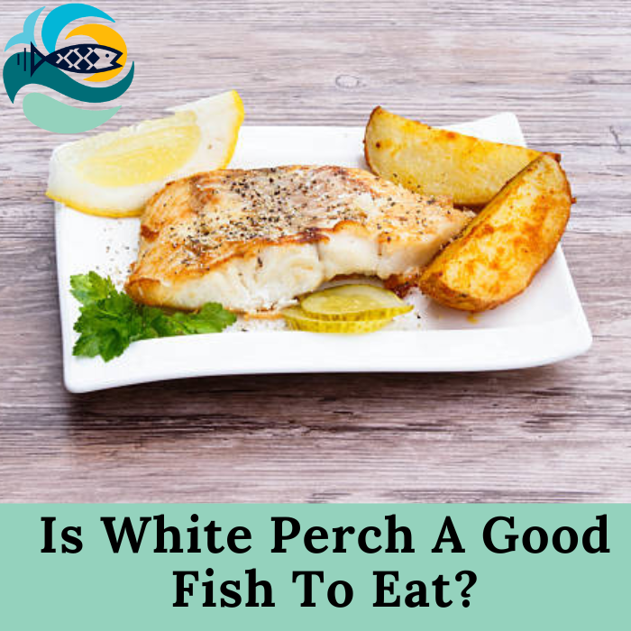 Is White Perch A Good Fish To Eat?
