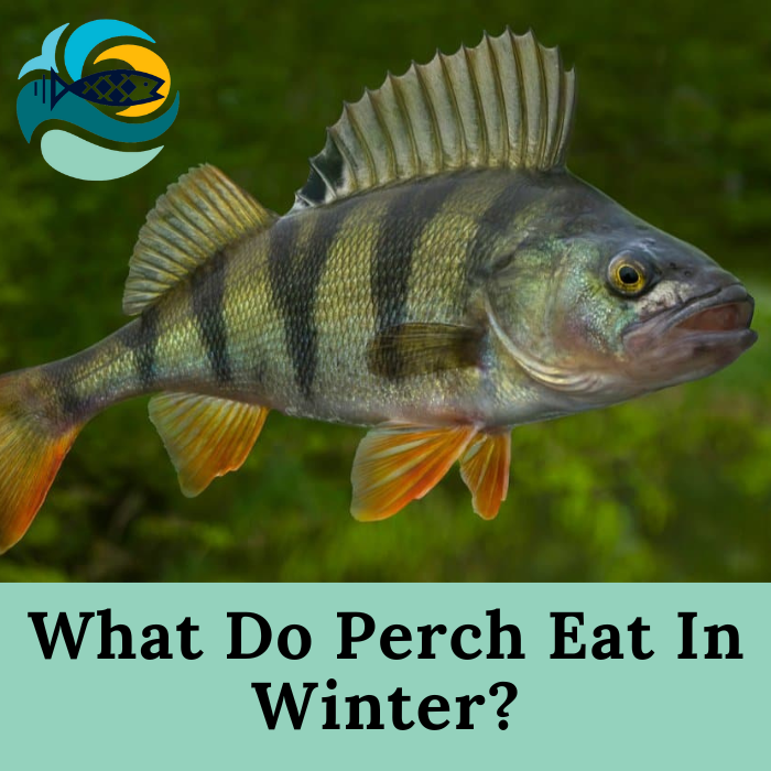 What Do Perch Eat In Winter?