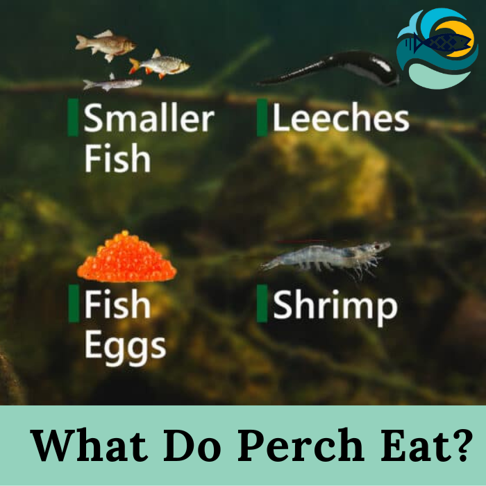 What Do Perch Eat?