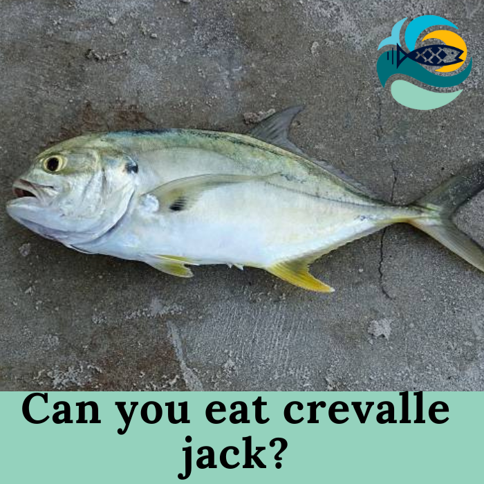 Can you eat crevalle jack?