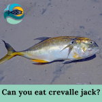 Can you eat crevalle jack?