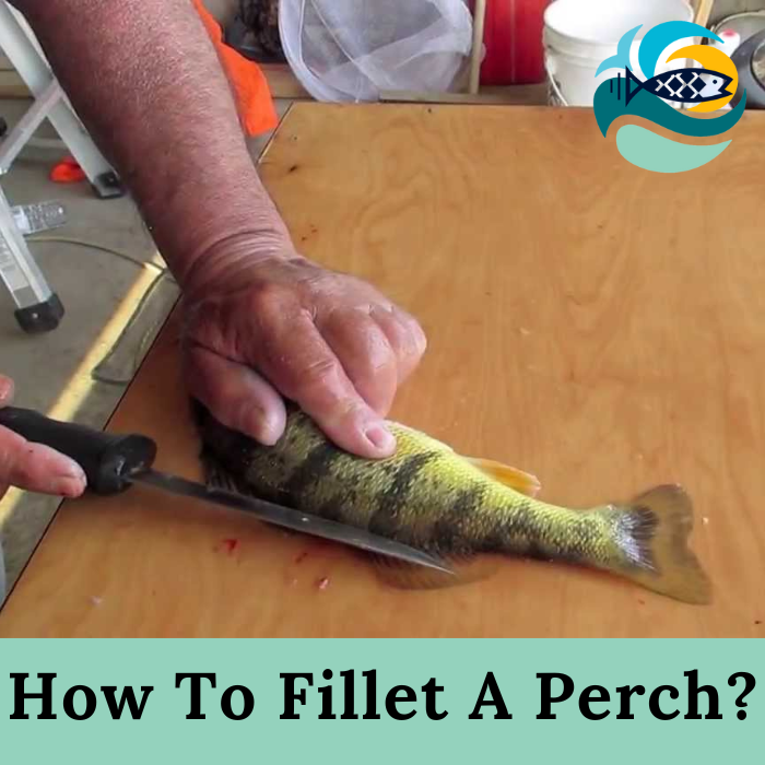 How To Fillet A Perch?