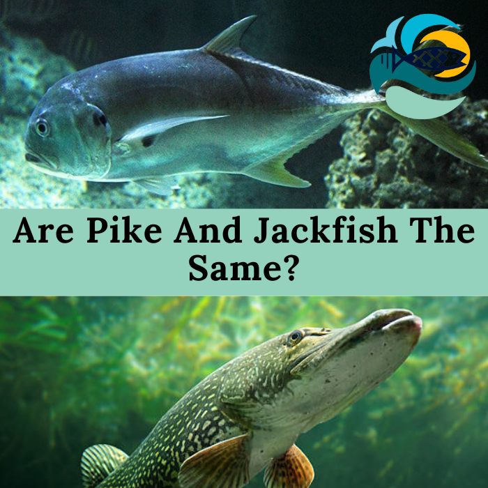 Are Pike And Jackfish The Same?