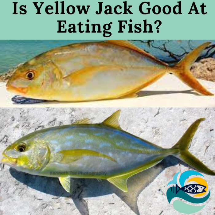 Is Yellow Jack Good At Eating Fish?