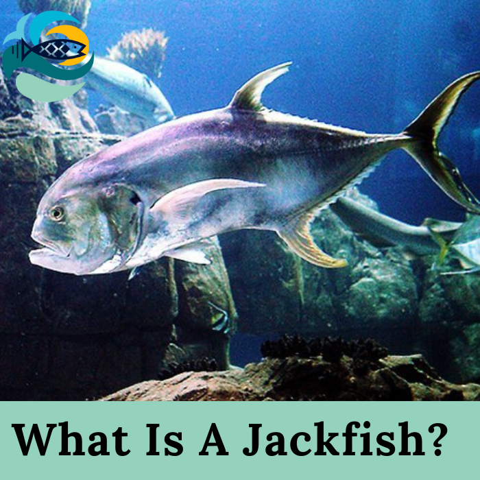 What Is A Jackfish? 