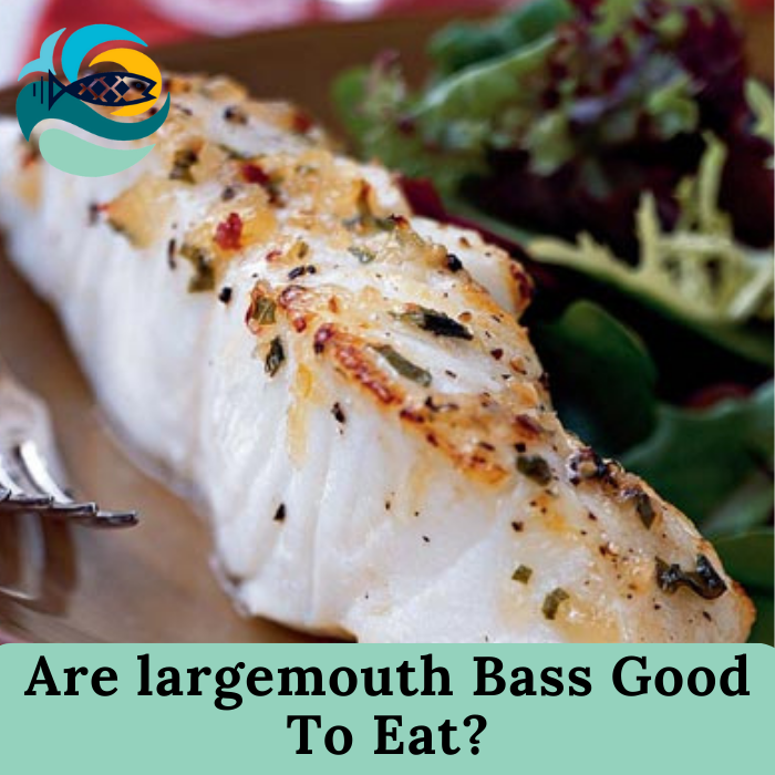 Are largemouth Bass Good To Eat?
