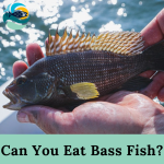 Can You Eat Bass Fish?