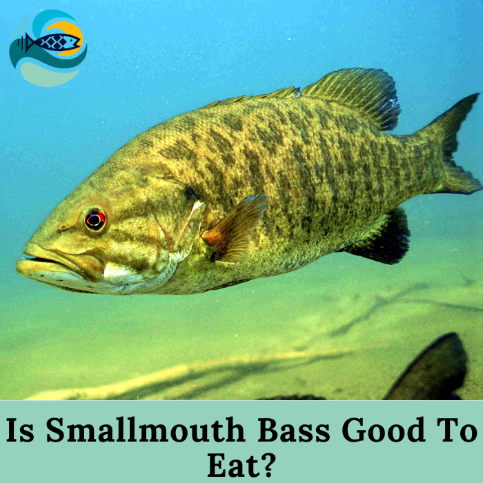 Is Smallmouth Bass Good To Eat?