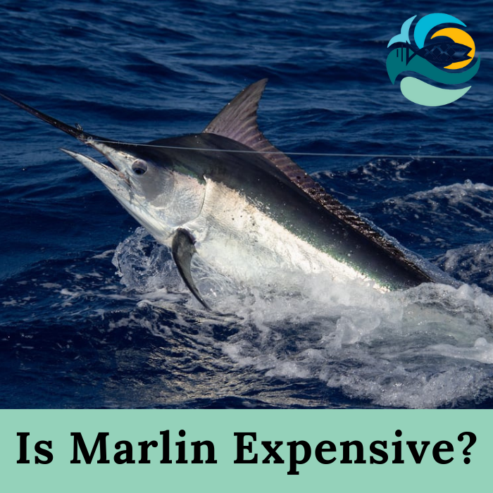 Is Marlin Expensive?