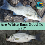 Are White Bass Good To Eat?