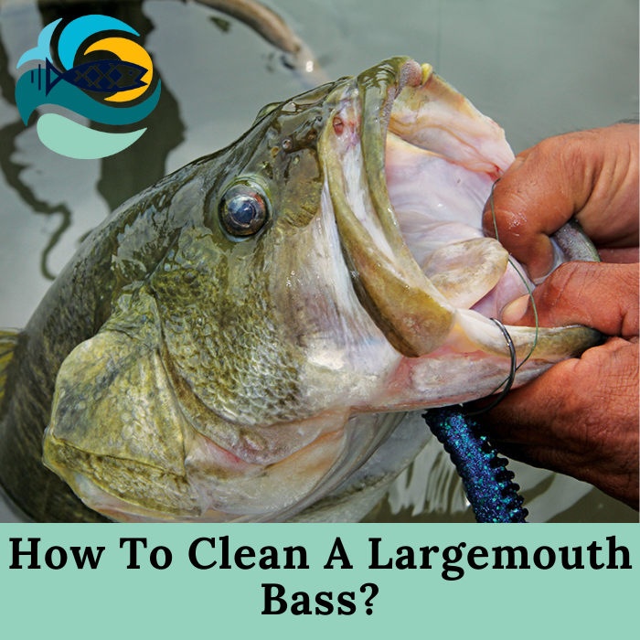 How To Clean A Largemouth Bass?