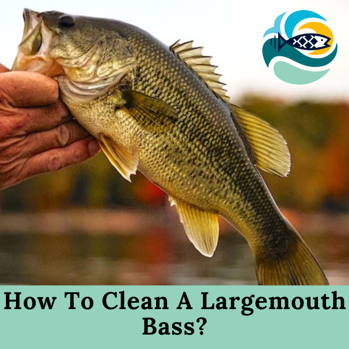 How To Clean A Largemouth Bass?