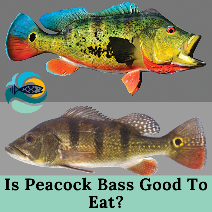Is Peacock Bass Good To Eat?