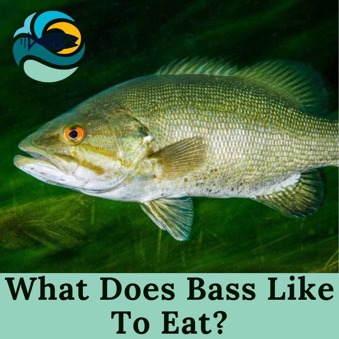 What Does Bass Like To Eat?