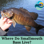 Where Do Smallmouth Bass Live?