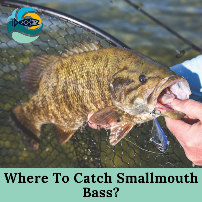 Where To Catch Smallmouth Bass?