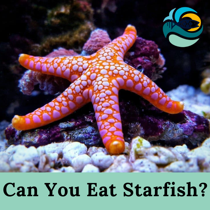 Can You Eat Starfish?