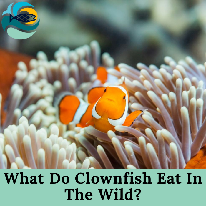 What Do Clownfish Eat In The Wild?