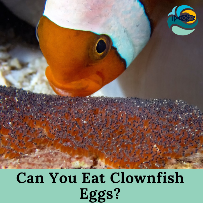 Can You Eat Clownfish Eggs?